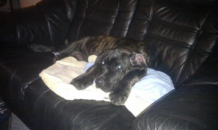 Cane corso Bullie billede 17