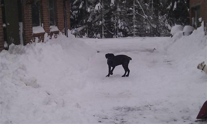 Cane corso Bullie billede 13