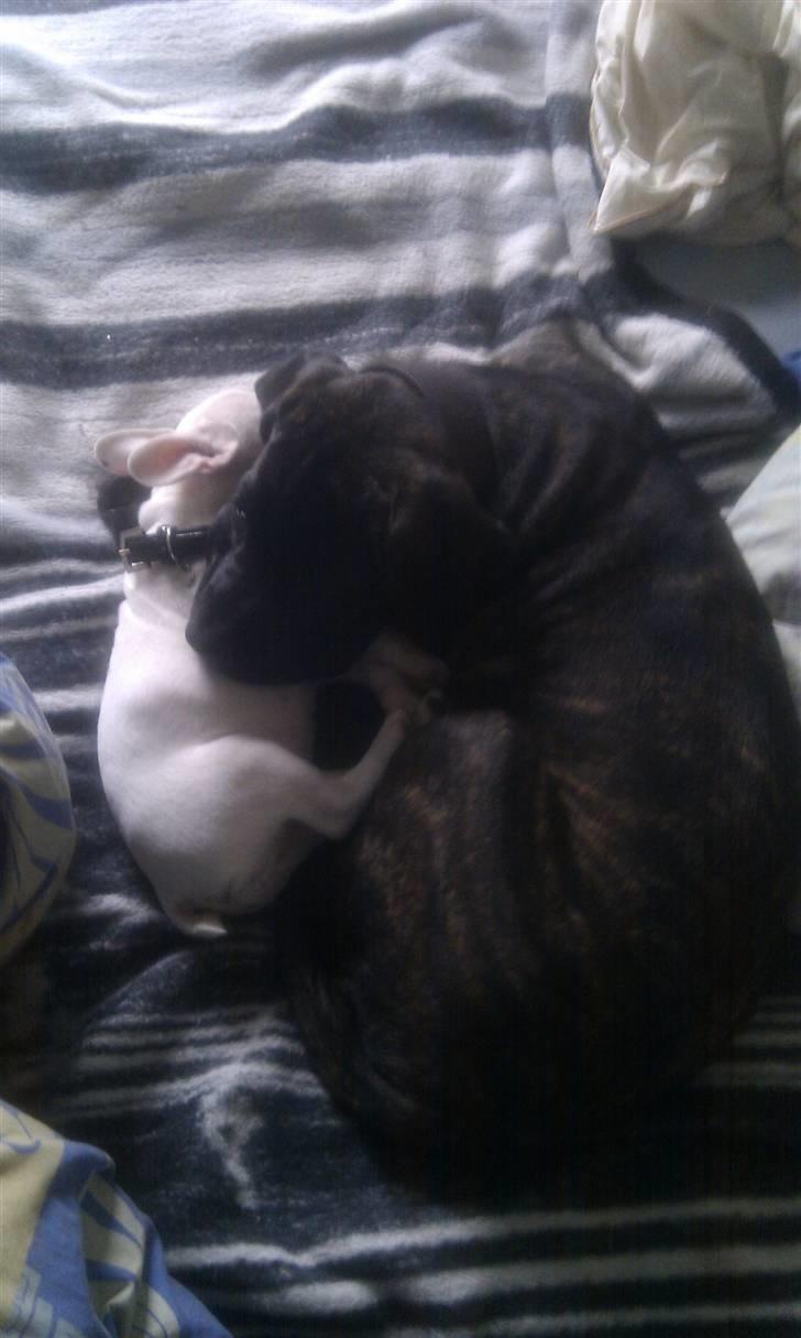 Cane corso Bullie billede 18