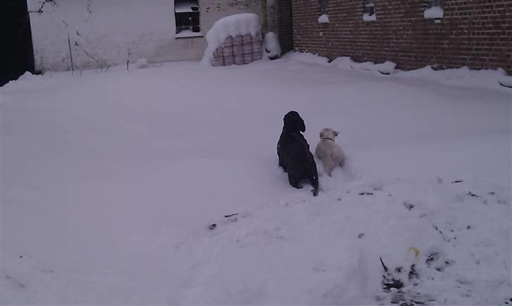 Cane corso Bullie billede 14