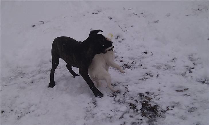 Cane corso Bullie billede 15