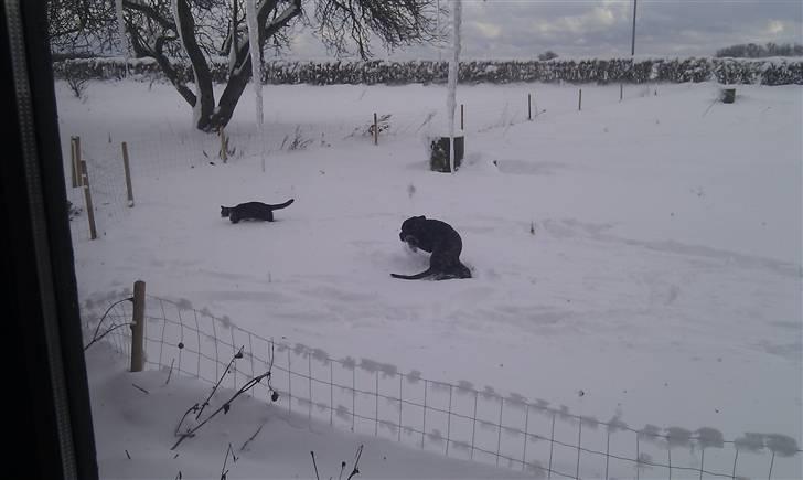 Cane corso Bullie billede 16