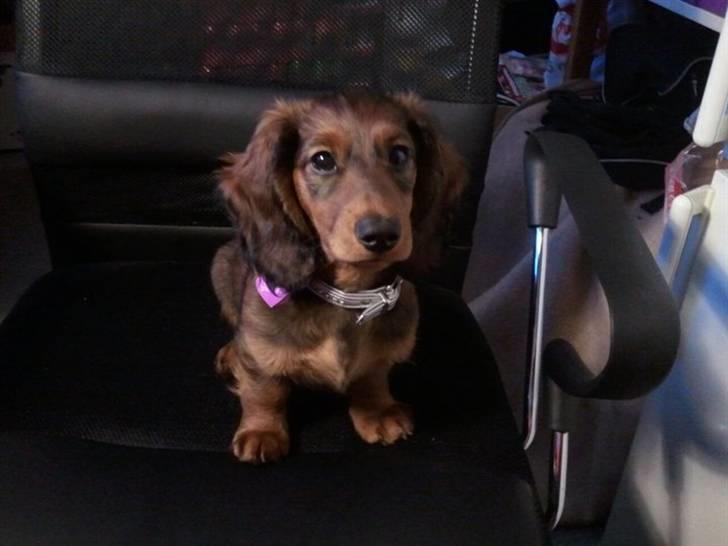 Dværggravhund Emma billede 1