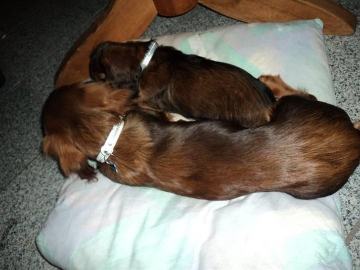 Dværggravhund Emma billede 3