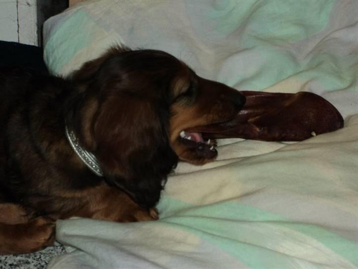 Dværggravhund Emma billede 4