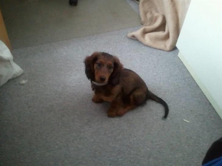 Dværggravhund Emma billede 5