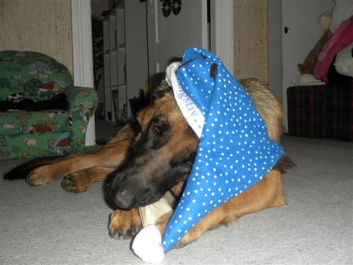 Schæferhund Team Sufra Fanti <3 billede 13