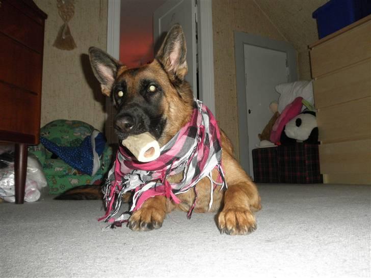 Schæferhund Team Sufra Fanti <3 - Taak fordi i kigge forbi :) billede 14