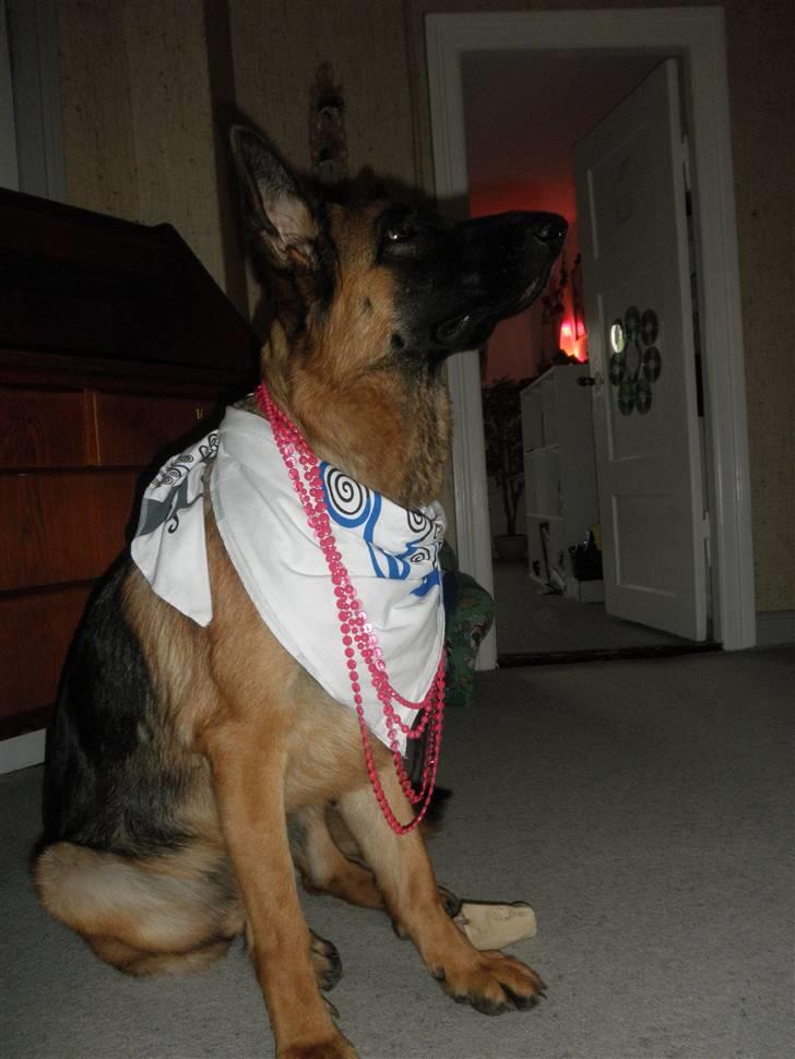 Schæferhund Team Sufra Fanti <3 billede 15