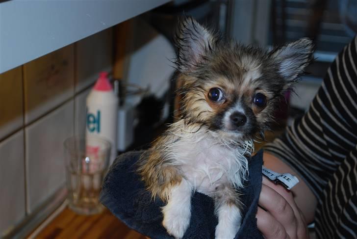 Chihuahua /Papillon Teddi - lige kommet ud af mit første bad  billede 10