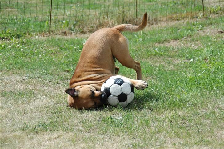 Blanding af racer nuggi <3 billede 9