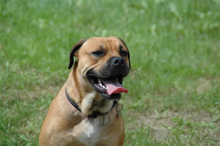 Blanding af racer nuggi <3 billede 10