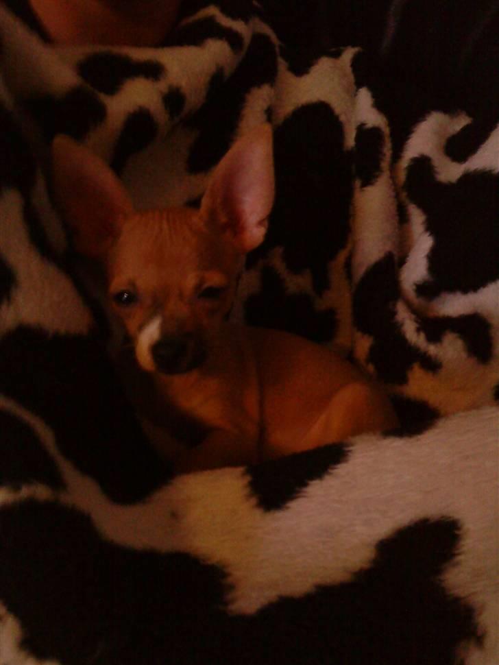 Chihuahua Tikka billede 7