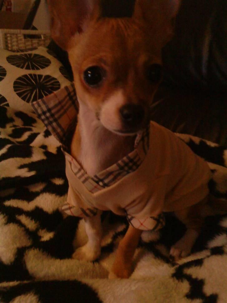 Chihuahua Tikka billede 8