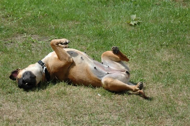 Blanding af racer nuggi <3 billede 11