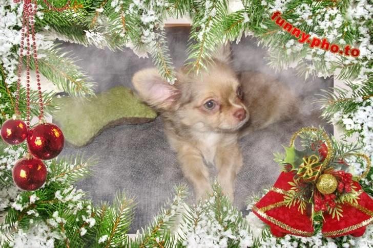 Chihuahua Gismo billede 9