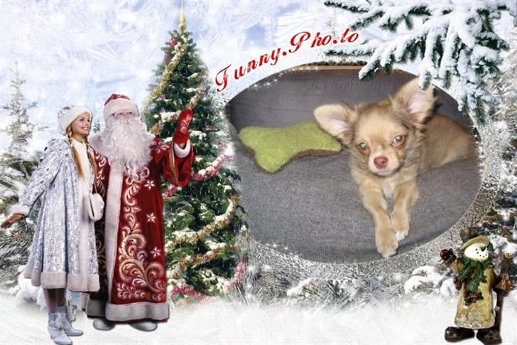 Chihuahua Gismo billede 10