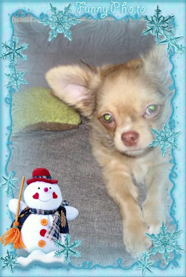 Chihuahua Gismo billede 11