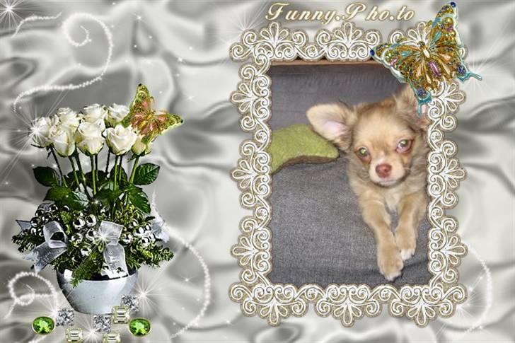 Chihuahua Gismo billede 12