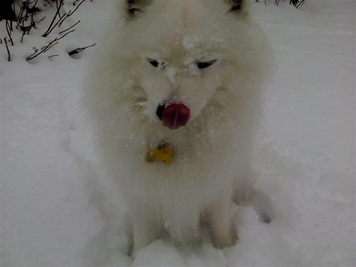 Japansk spids Benzo billede 15