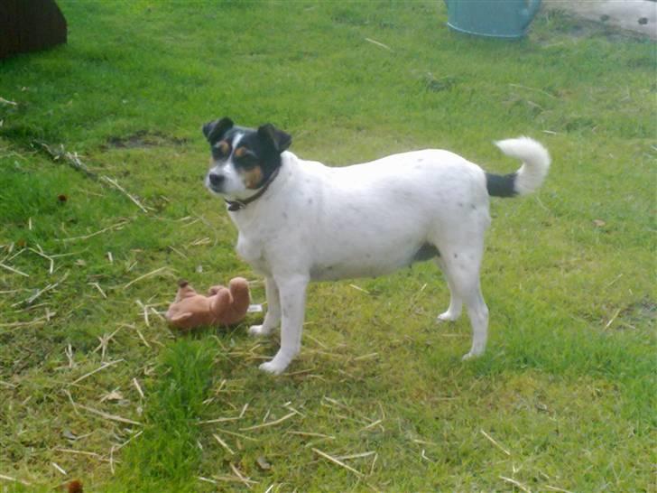 Dansk svensk gaardhund Fut. R.I.P. billede 1