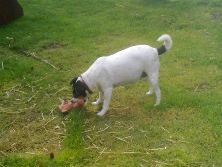 Dansk svensk gaardhund Fut. R.I.P. billede 2