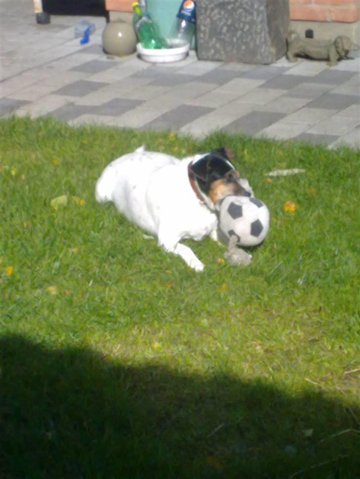 Dansk svensk gaardhund Fut. R.I.P. billede 3