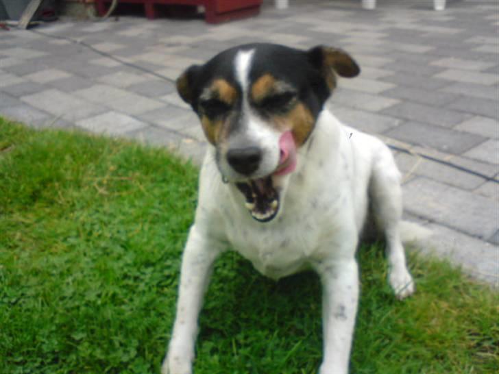 Dansk svensk gaardhund Fut. R.I.P. billede 4