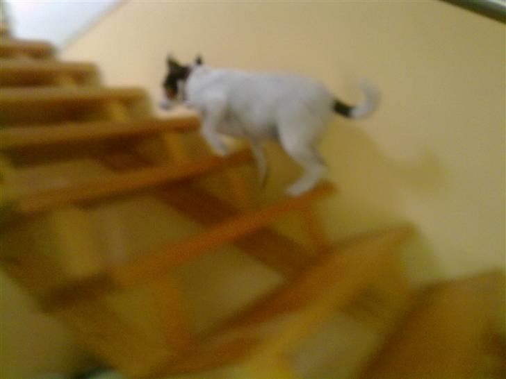 Dansk svensk gaardhund Fut. R.I.P. billede 5