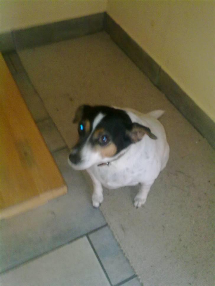 Dansk svensk gaardhund Fut. R.I.P. billede 6