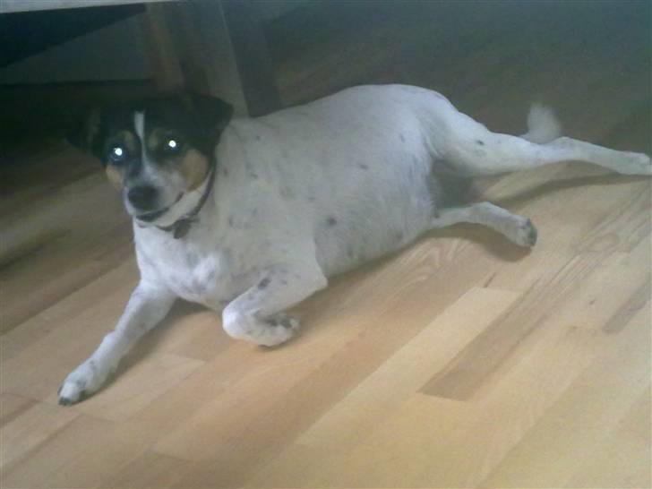 Dansk svensk gaardhund Fut. R.I.P. billede 7