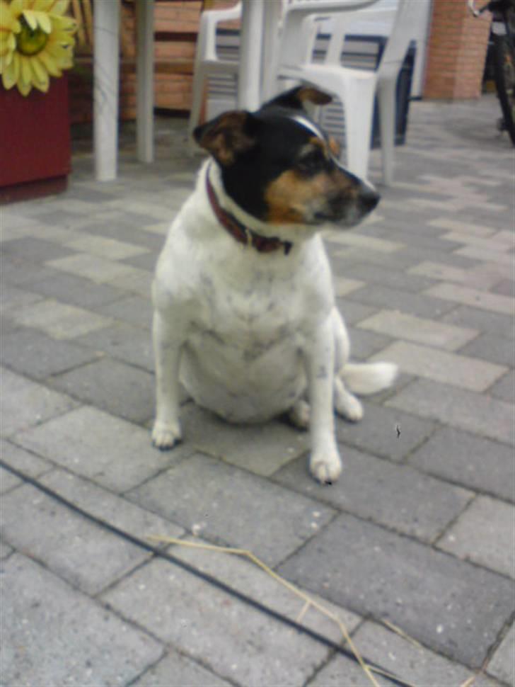 Dansk svensk gaardhund Fut. R.I.P. billede 8