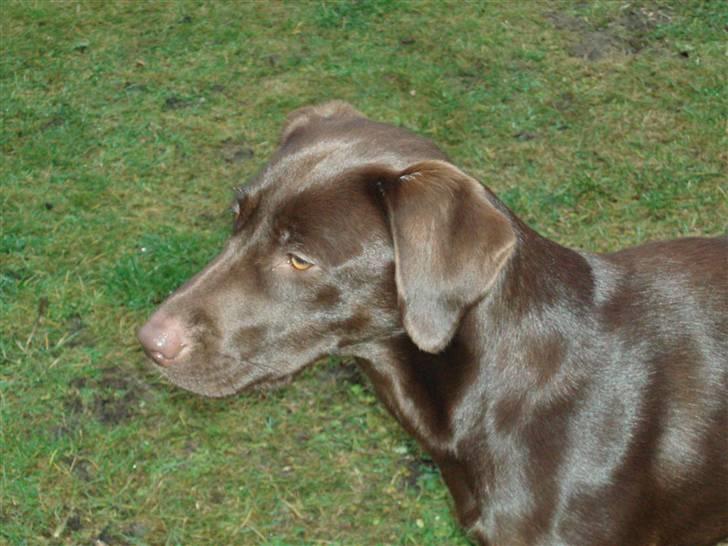 Blanding af racer  Tinka¤Me Soulmate¤ billede 14