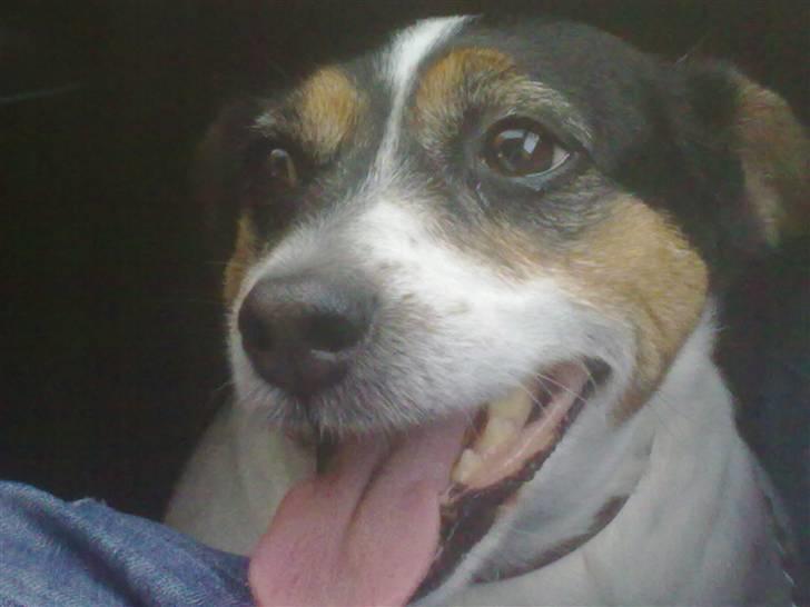 Dansk svensk gaardhund Fut. R.I.P. billede 9