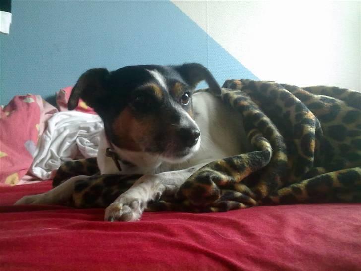 Dansk svensk gaardhund Fut. R.I.P. billede 10