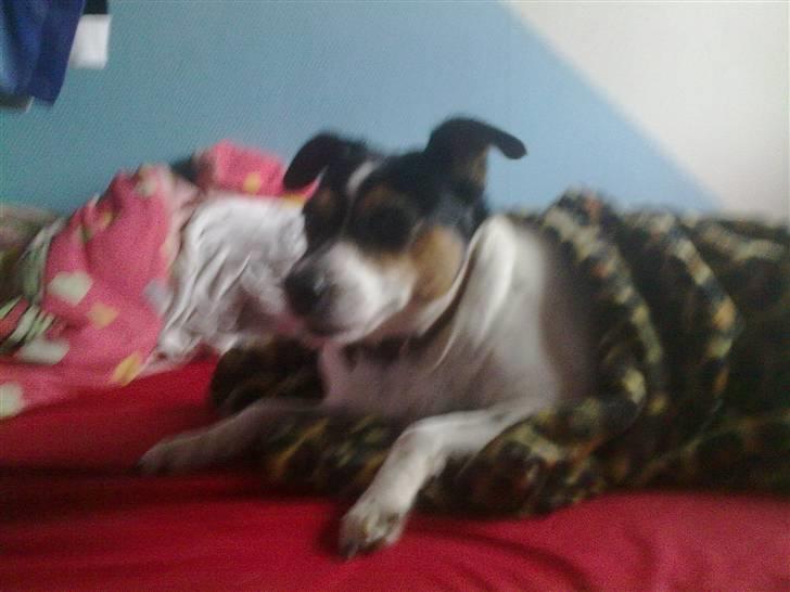 Dansk svensk gaardhund Fut. R.I.P. billede 11