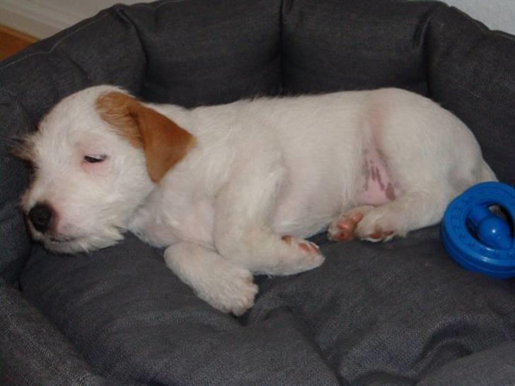 Parson russell terrier Uggi Winn Røgild´s - Uggi elsker sne  billede 1