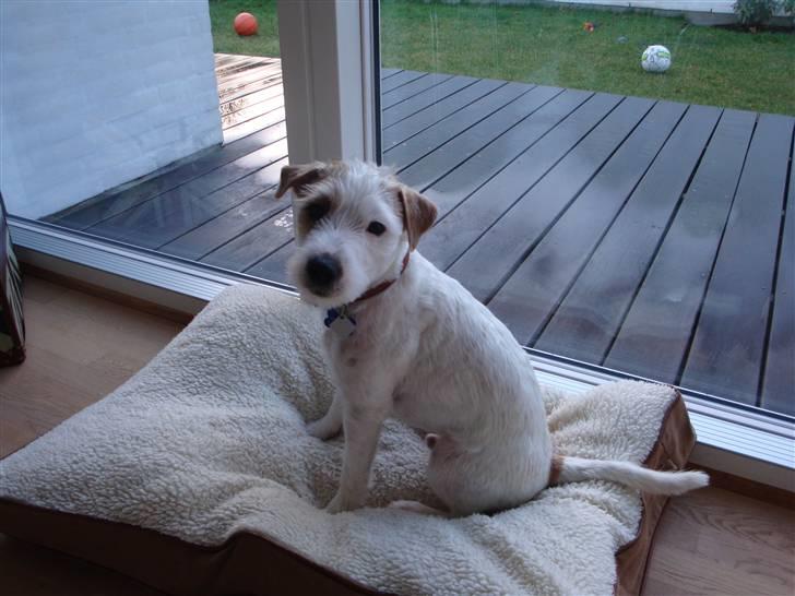 Parson russell terrier Uggi Winn Røgild´s billede 2
