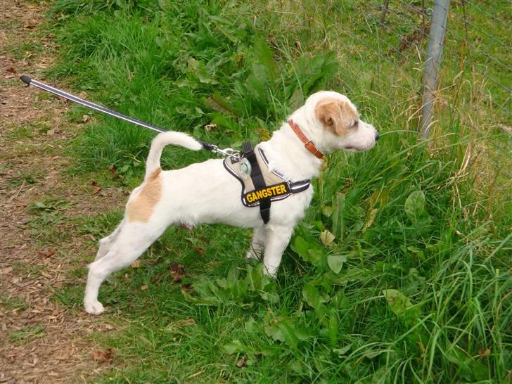 Parson russell terrier Uggi Winn Røgild´s billede 3