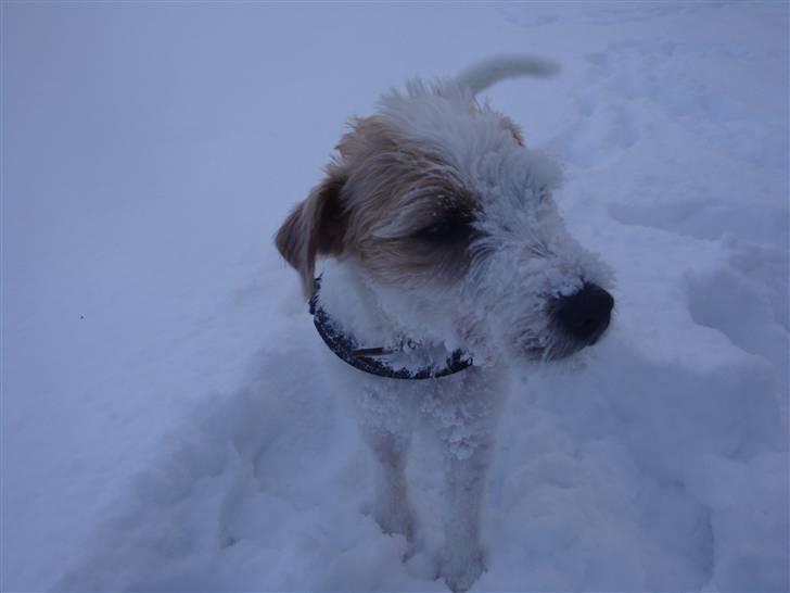 Parson russell terrier Uggi Winn Røgild´s billede 4