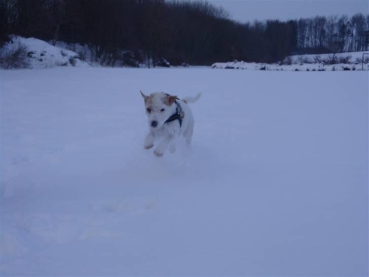 Parson russell terrier Uggi Winn Røgild´s billede 5