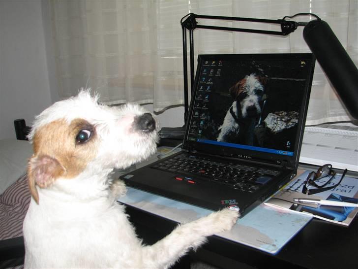 Parson russell terrier Uggi Winn Røgild´s billede 6