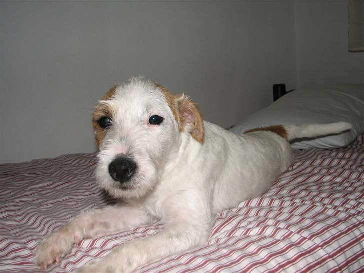 Parson russell terrier Uggi Winn Røgild´s billede 7