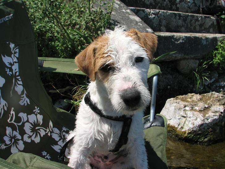 Parson russell terrier Uggi Winn Røgild´s billede 8