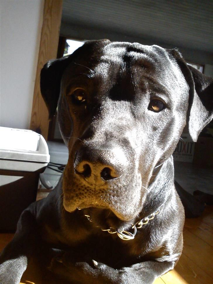 Blanding af racer Rocky billede 18