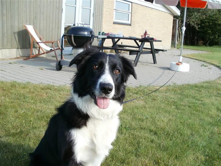 Border collie Wicka billede 9