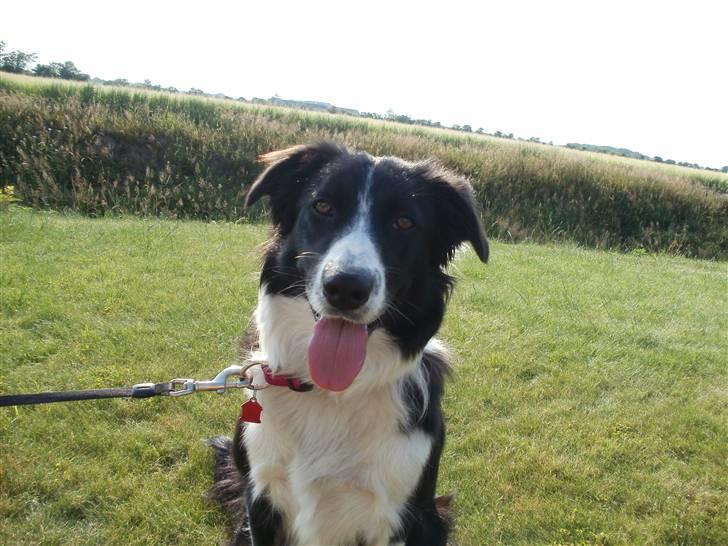 Border collie Wicka - Sådan er hun bedst kendt, snoren strukket helt ud :) . Man kan ikke komme for tæt på :) . billede 10