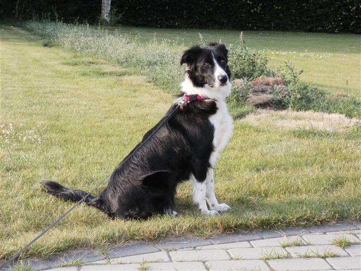 Border collie Wicka billede 11