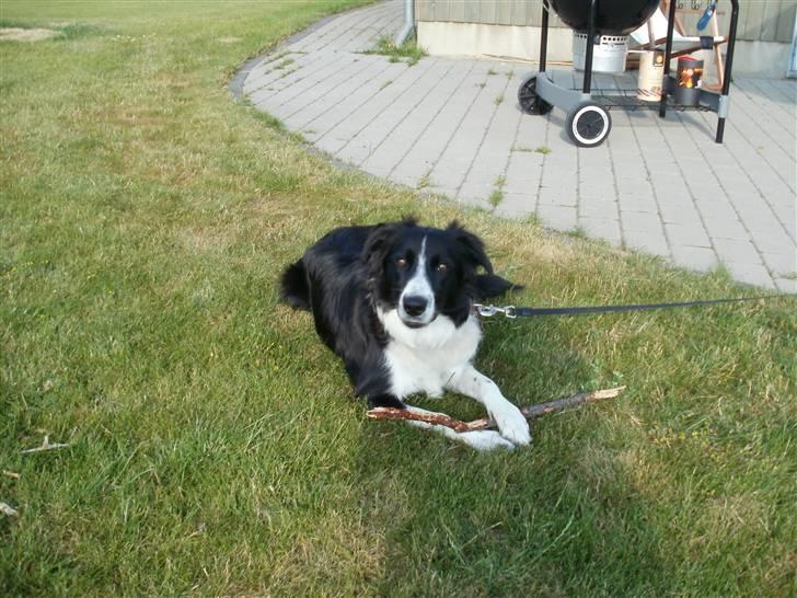 Border collie Wicka - Sommeren 2010. billede 13