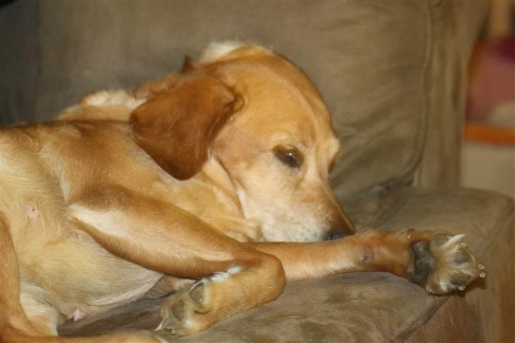 Blanding af racer trixie - er jeg ikke smuk billede 13